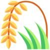 rice